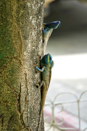 Oriental garden lizard, Eastern garden lizard, Changeable lizard,Calotes mystaceus on fighting with...