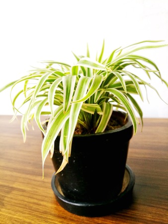 Dwarf trees are an option for people in large cities who want to experience nature. Love the trees but there is space in the little house which has many trees such as aloe vera or cactus.の写真素材