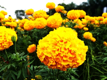 Marigolds are hardy, annual plants and are great plants for cheering up any garden. Broadly, there are two genuses which are referred to by the common name, Marigolds viz. Tagetes and Celandula.の写真素材
