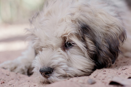 dogの写真素材