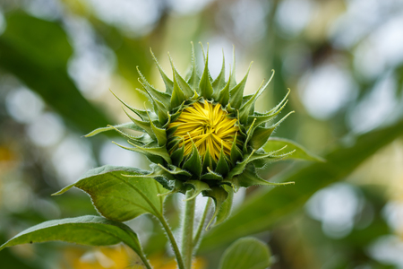 sunflower budの写真素材