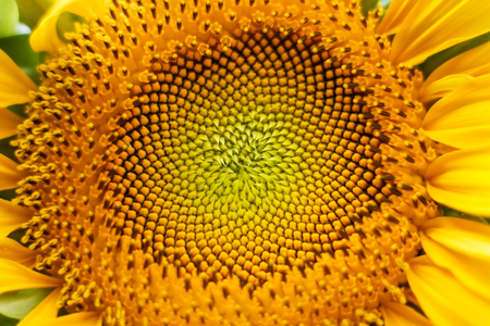 Sunflower Macro Close Upの写真素材