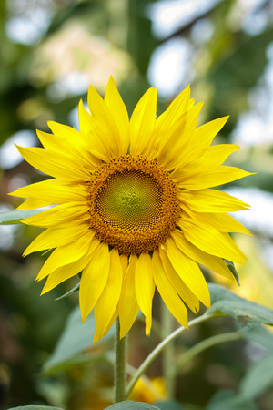 Sunflowerの写真素材