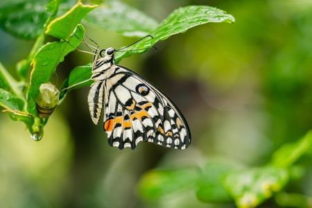 lime Butterfly out of the cocoon In the rainy seasonの写真素材