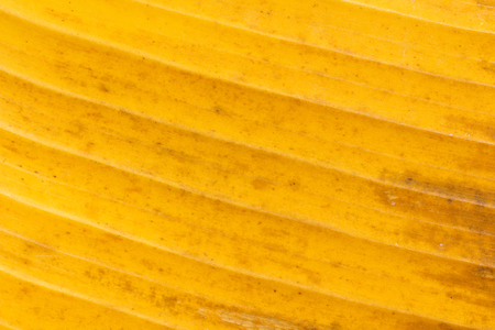 Banana leaf background texture yellow colorの写真素材