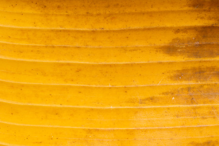Banana leaf background texture yellow colorの写真素材