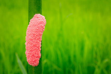 Snail eggs with Copy spaceの写真素材
