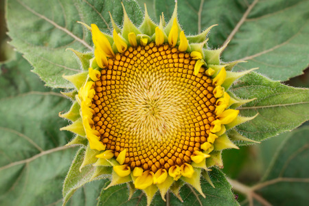 Sunflowers blooming in the morning.の写真素材