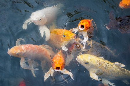 fancy carp fish, koi fishの写真素材