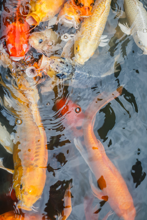 Colorful fish or CARP or fancy carp, also known as fancy carp, black carp. Or carp IX. A freshwater fish of the carp.の写真素材