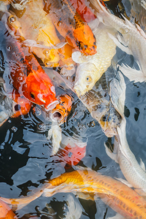 Colorful fish or CARP or fancy carp, also known as fancy carp, black carp. Or carp IX. A freshwater fish of the carp.の写真素材