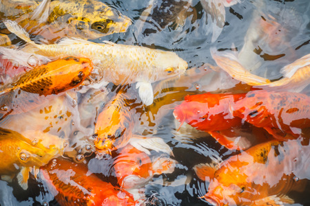 Colorful fish or CARP or fancy carp, also known as fancy carp, black carp. Or carp IX. A freshwater fish of the carp.の写真素材