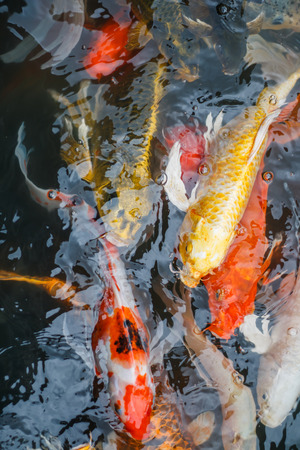 Colorful fish or CARP or fancy carp, also known as fancy carp, black carp. Or carp IX. A freshwater fish of the carp.の写真素材