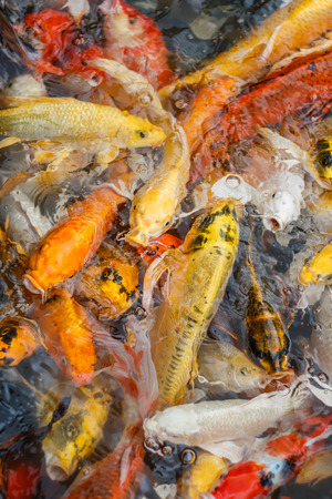 Colorful fish or CARP or fancy carp, also known as fancy carp, black carp. Or carp IX. A freshwater fish of the carp.の写真素材