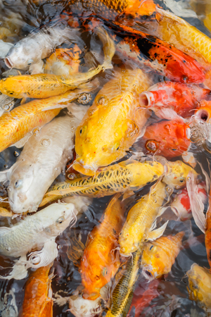 Colorful fish or CARP or fancy carp, also known as fancy carp, black carp. Or carp IX. A freshwater fish of the carp.の写真素材