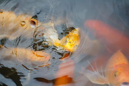 Colorful fish or CARP or fancy carp, also known as fancy carp, black carp. Or carp IX. A freshwater fish of the carp.の写真素材