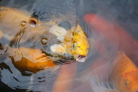 Colorful fish or CARP or fancy carp, also known as fancy carp, black carp. Or carp IX. A freshwater fish of the carp.の写真素材
