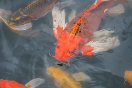 Colorful fish or CARP or fancy carp, also known as fancy carp, black carp. Or carp IX. A freshwater fish of the carp.の写真素材