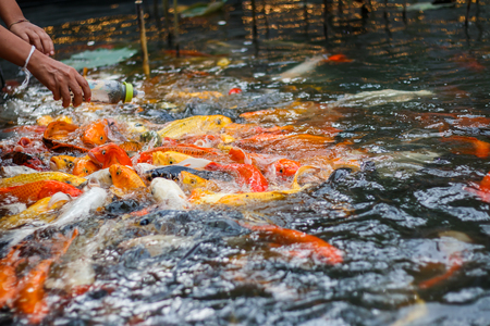Colorful fish or CARP or fancy carp, also known as fancy carp, black carp. Or carp IX. A freshwater fish of the carp.の写真素材