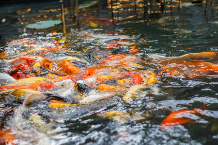Colorful fish or CARP or fancy carp, also known as fancy carp, black carp. Or carp IX. A freshwater fish of the carp.の写真素材