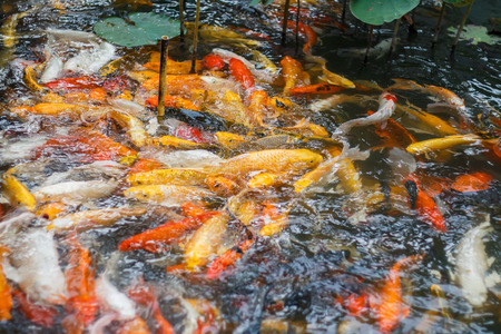 Colorful fish or CARP or fancy carp, also known as fancy carp, black carp. Or carp IX. A freshwater fish of the carp.の写真素材