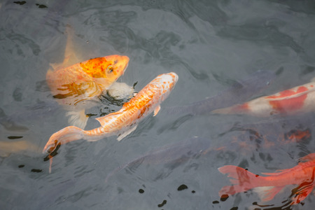 Colorful fish or CARP or fancy carp, also known as fancy carp, black carp. Or carp IX. A freshwater fish of the carp.の写真素材