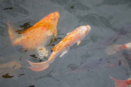 Colorful fish or CARP or fancy carp, also known as fancy carp, black carp. Or carp IX. A freshwater fish of the carp.の写真素材
