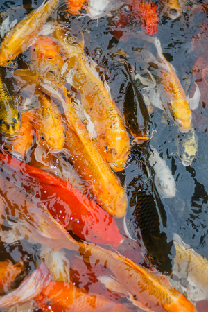 Colorful fish or CARP or fancy carp, also known as fancy carp, black carp. Or carp IX. A freshwater fish of the carp.の写真素材
