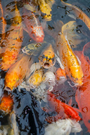 Colorful fish or CARP or fancy carp, also known as fancy carp, black carp. Or carp IX. A freshwater fish of the carp.の写真素材