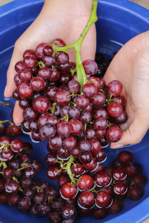Hands Washing Grape At The Sinkの写真素材