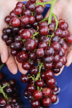 Hands Washing Grape At The Sinkの写真素材