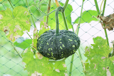Pumpkin growing in the garden during the summer. Young pumpkin grown in the garden. Fresh organic pumpkin in field in Thailandの写真素材
