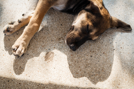 dog concept.dog sleeping.dog puppy sleeping on floor.Grey Sleeping Dog.stray dog resting on concrete wall.dog lying on the floor.puppy sleeping on the groundの写真素材