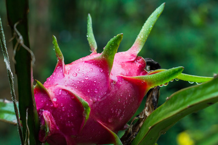 Raindrops on dragon fruit in gardenの写真素材