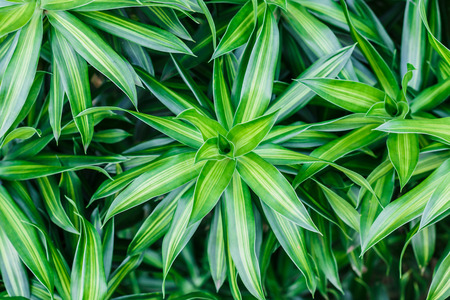 Dracaena Background,The leaves are beautiful detail.の写真素材