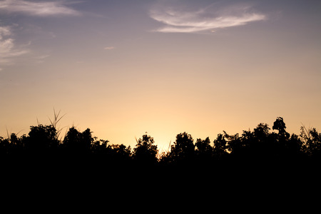 Silhouettes of the trees. Beautiful sunset skyの写真素材