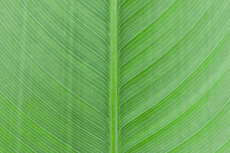 Banana leafの写真素材