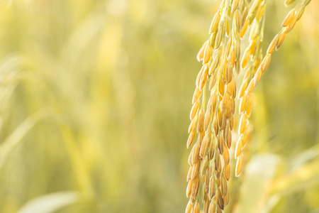 Raw grain rice flied agriculture plant in Thailand with copy space, soft focus, warm toneの写真素材