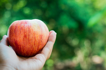 Female hand in close up holding red apple with bokeh backgroundの写真素材