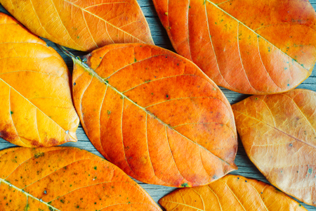 Autumn Leaves over wooden backgroundの写真素材