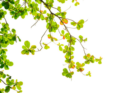 green and red sea almond leaves with tree branch isolated on white background use as natural copy space or multipurple backdrop, Indian almond tree, Branch leaves isolated on white backgroundの写真素材