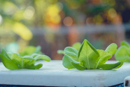 Close up of young and fresh vegetable green color in white tray in hydroponic farm.の写真素材