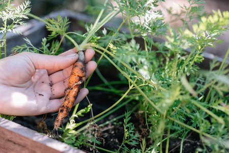 Woman holding up fresh organic baby carrots. The carrots have just been harvested from the vegetable...