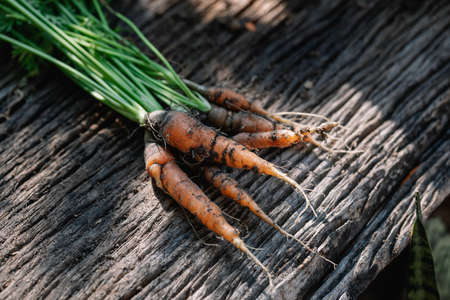 Baby carrots on Old wood background. The carrots have just been harvested from the vegetable garden.の写真素材