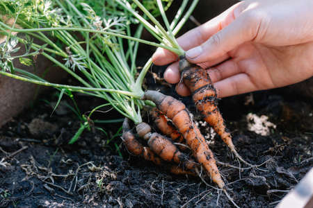 Woman holding up fresh organic baby carrots. The carrots have just been harvested from the vegetable...