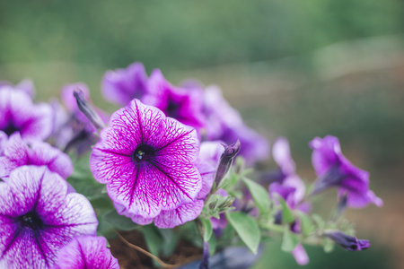 Beautiful purple Petunias (Petunia hybrida) in garden soft focusの写真素材