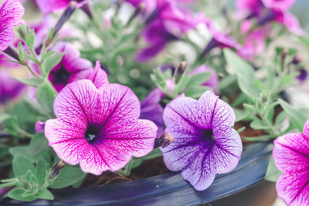 Beautiful purple Petunias (Petunia hybrida) in garden soft focusの写真素材
