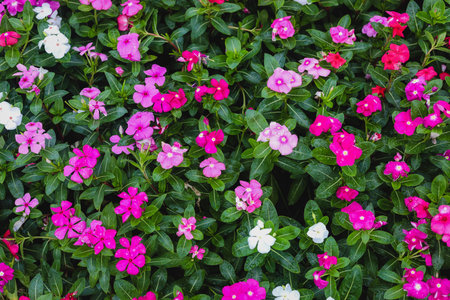 beautiful Rose periwinkle on the gardenの写真素材