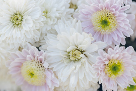 Pink Chrysanthemum flowers in the autumn garden. Cluster of pink purple chrysanthemum flowers.の写真素材
