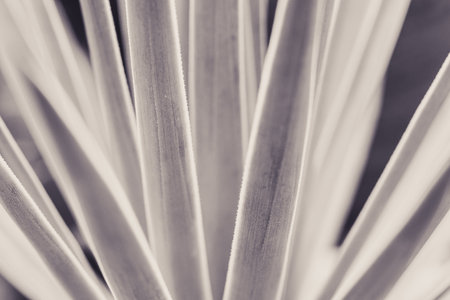 abstract pattern of agave plant.の写真素材